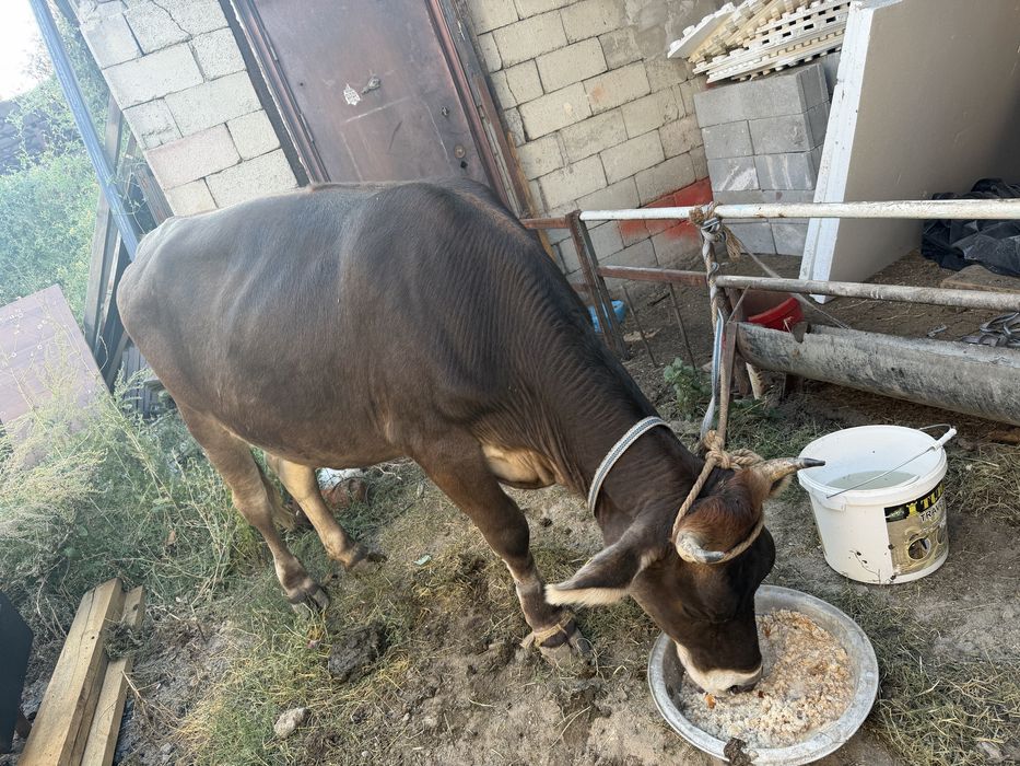 Продам крс малодая жирная