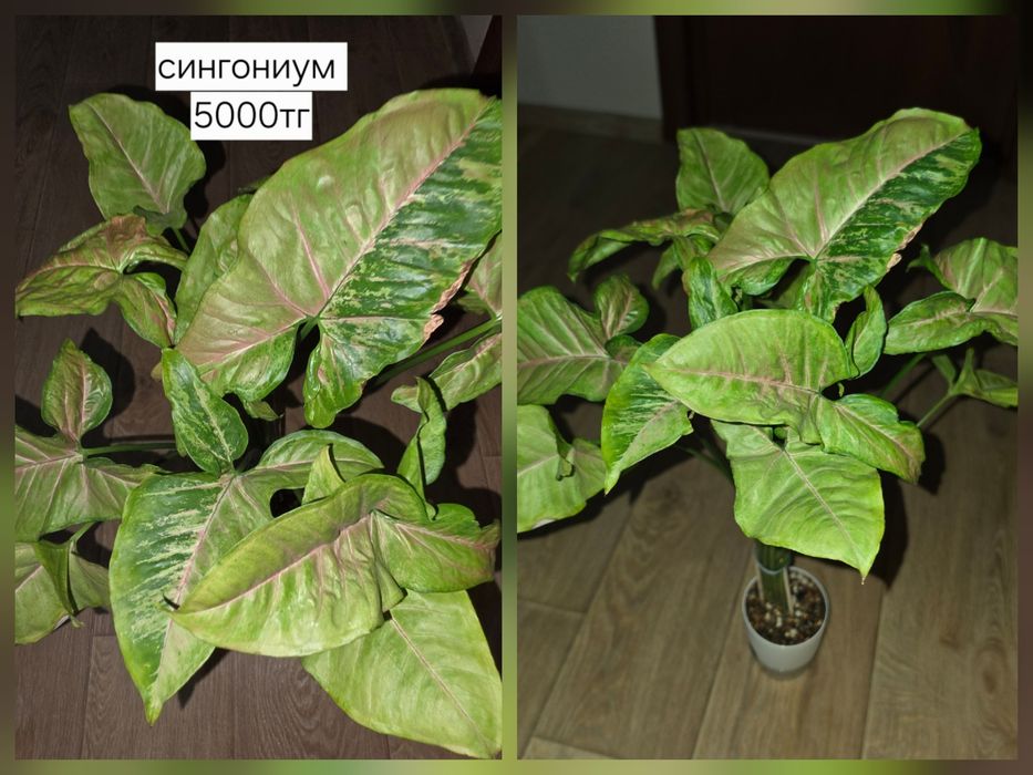 Продам комнатные растения