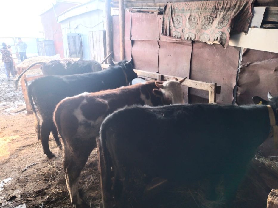 Бычки им по 2года