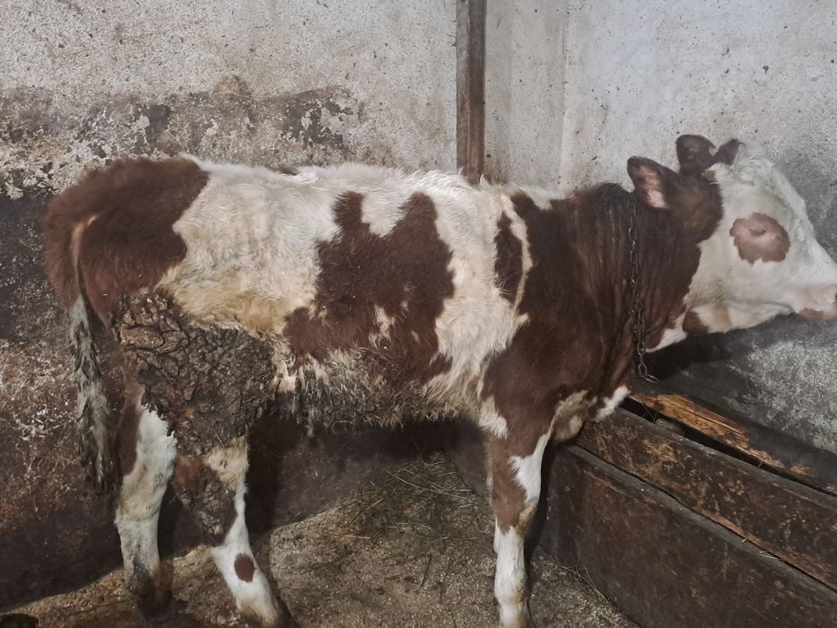 Vand o vitica angus si una baltata