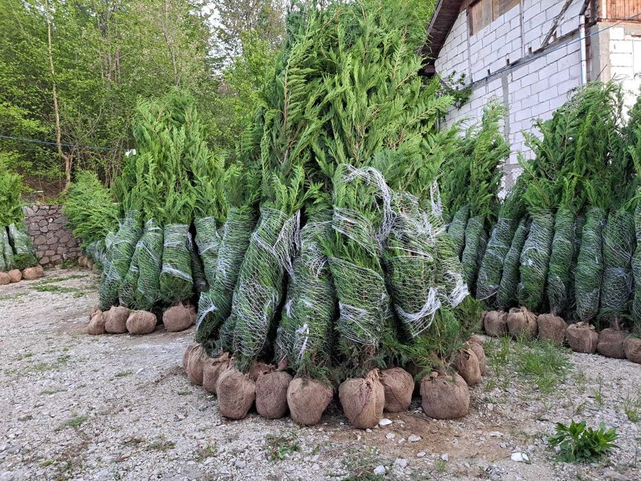 Arbori Leylandii pentru Amenajări Exterioare Moderne