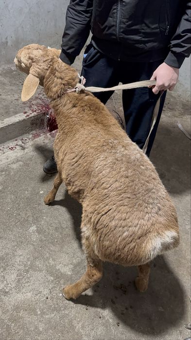 Qo’chqorlar sotiladi