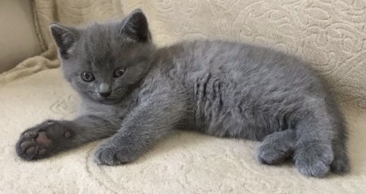 Котенок  британка