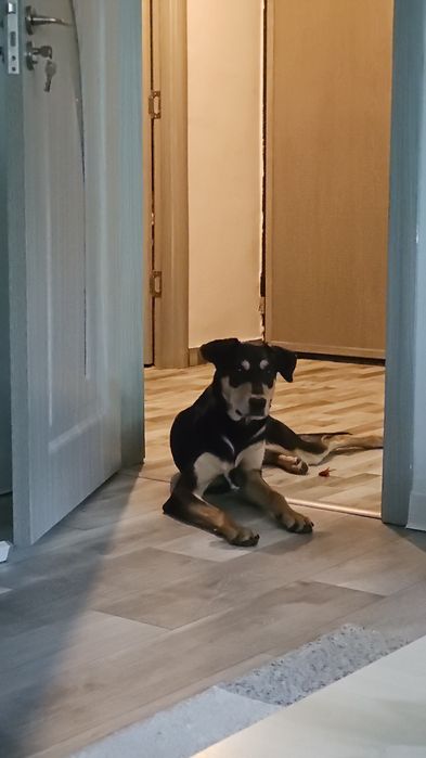 Donez Cățelușă Copoi Ardelenesc -Metiși