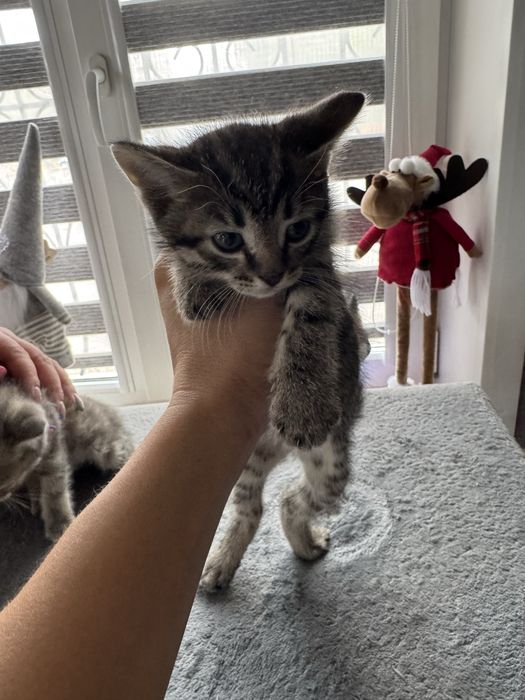 Отдам котят в добрые руки.