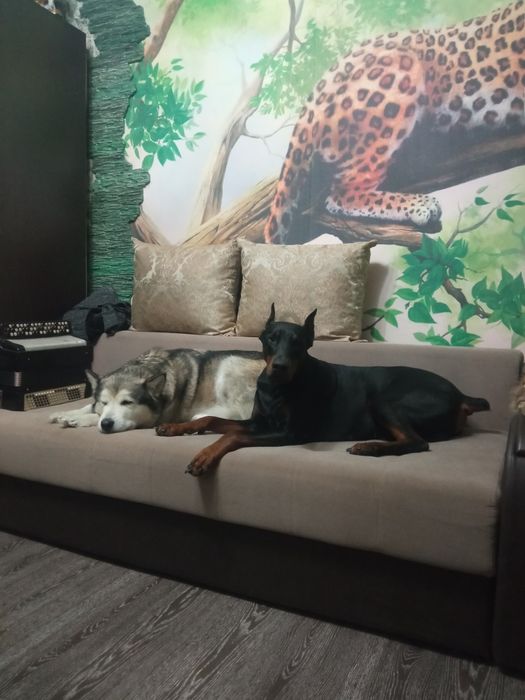 Отдам щенков в очень хорошие руки