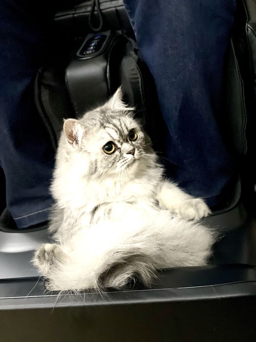 Продам кот Парода Персидская