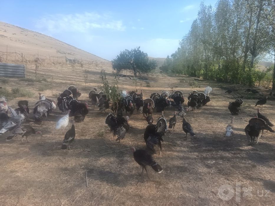 Күркалар жайдарі
