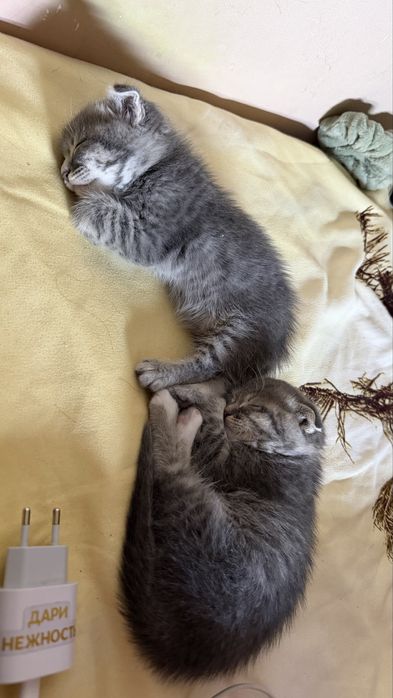 Продам котят вислоухие