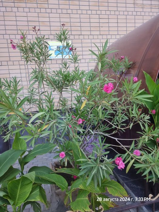 Продам большой  олеандр