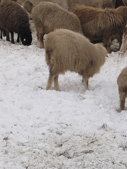 овцы тухтышки, годовалые