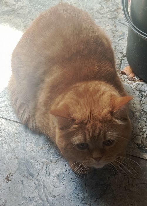 Котики в хорошие руки