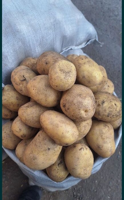 Картошка домашние