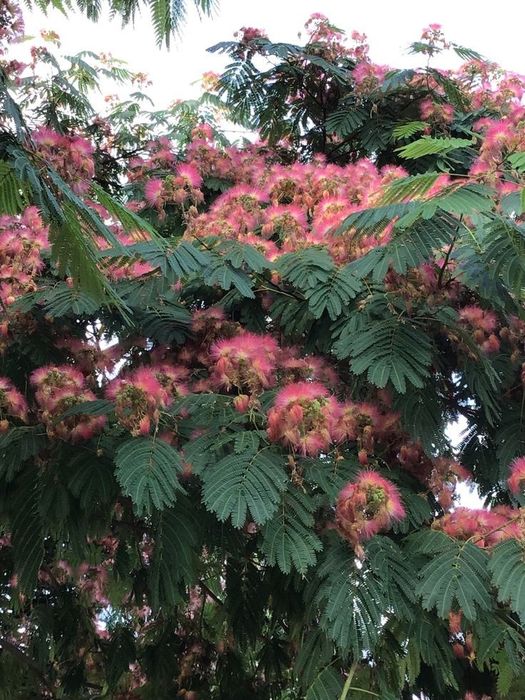 Arborele De Mătase (Albitia )