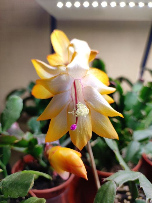 Шлюмбергеры (декабристы)