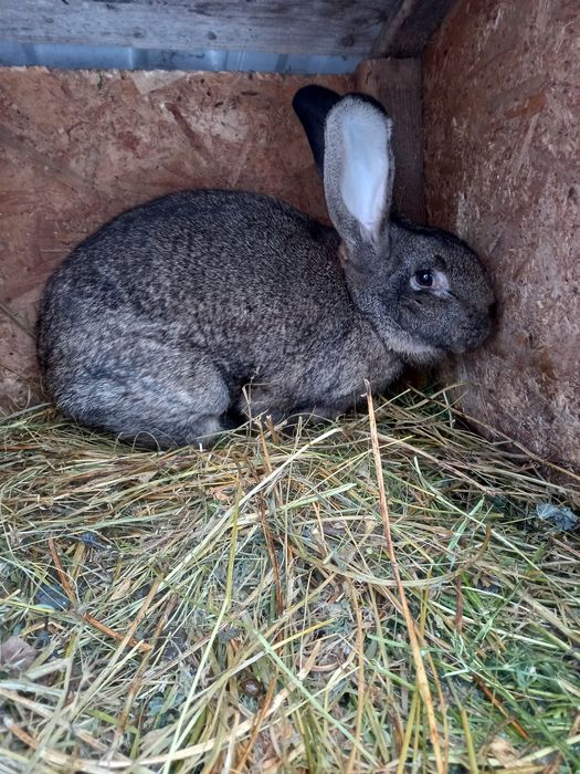 Vand femela urias german la oferta