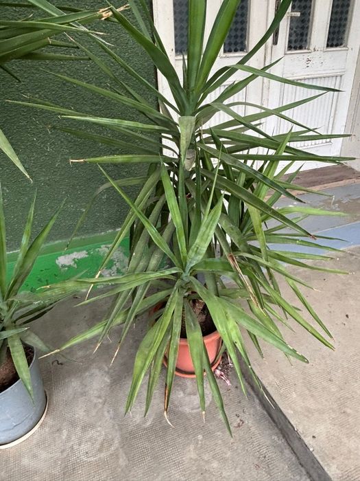 Vand plante Yucca