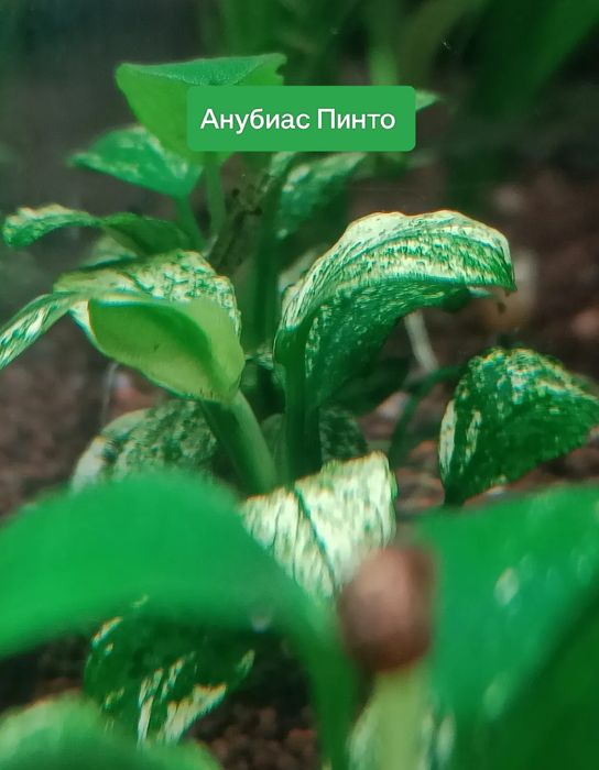 Редкие аквариумные растения