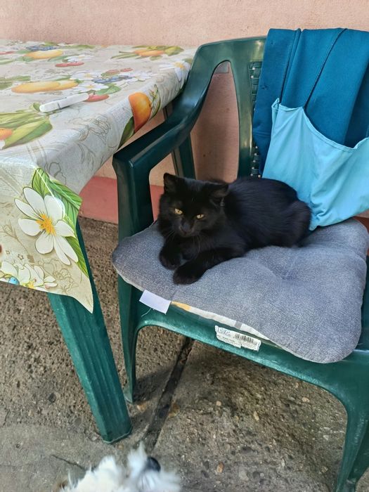 Adoptie Cautam familii permanente pentru Pisici negre cu blana lunga  6 luni - 2 ani