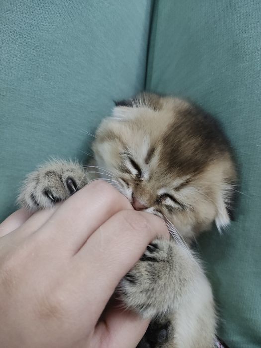 Scottish fold strayt