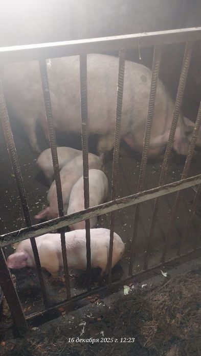 Поросята месячные