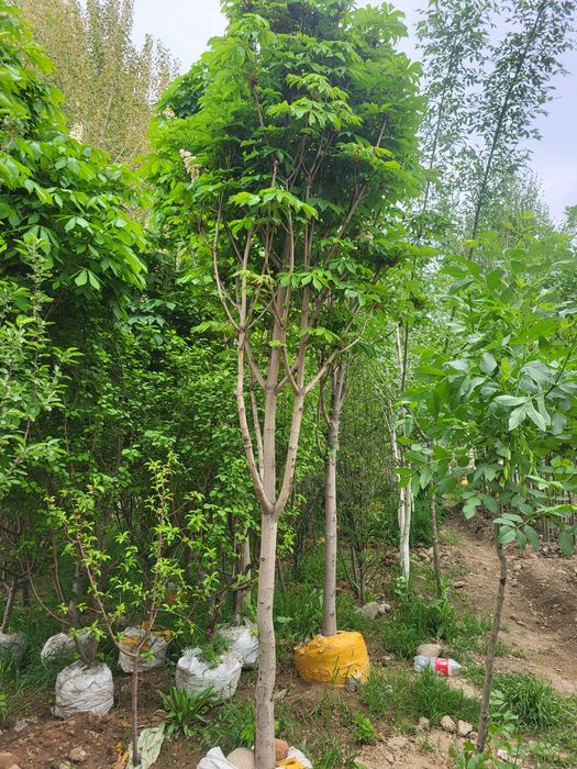 Расстении для ландшафта