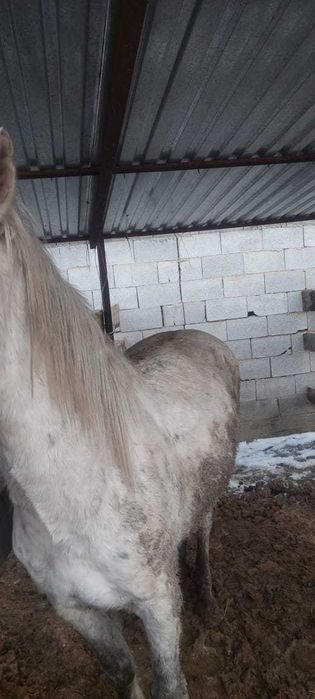 Лошади откормленные