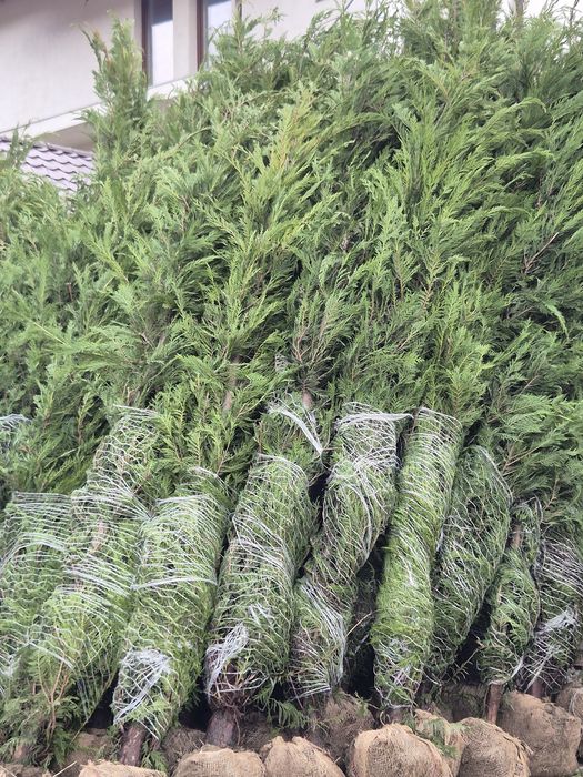 Leylandy cupressocyparis (tuia leylandii)
La o calitate superioara pre