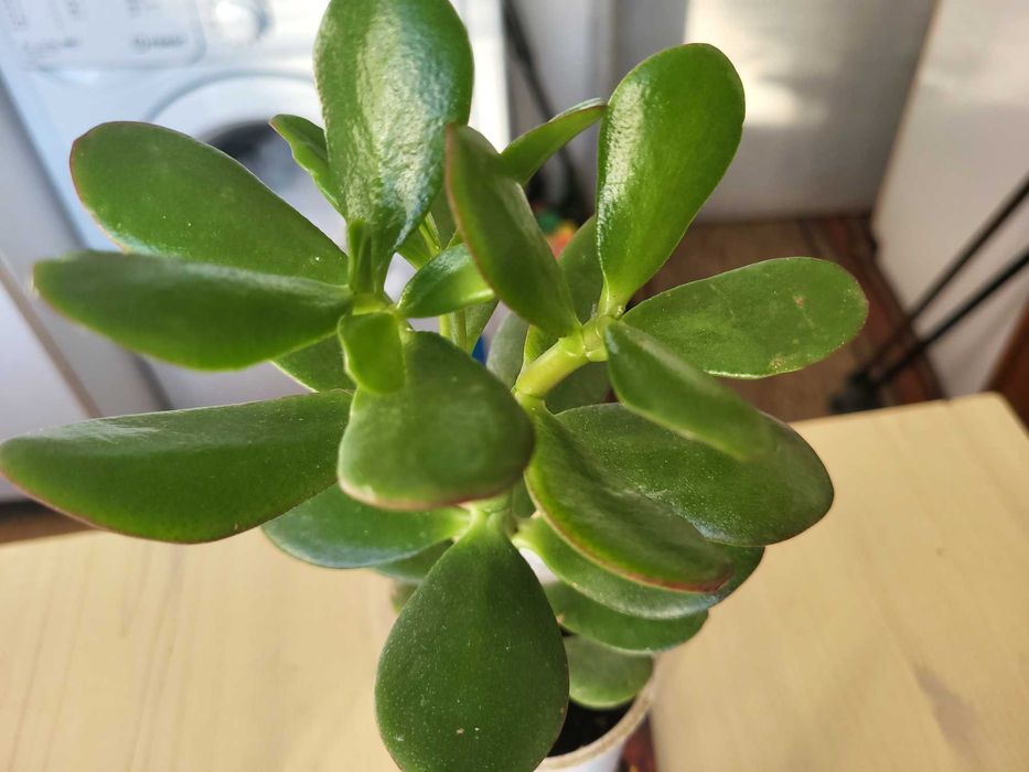 Цветя алое вера индрише дървото на живота красива лилава детелина