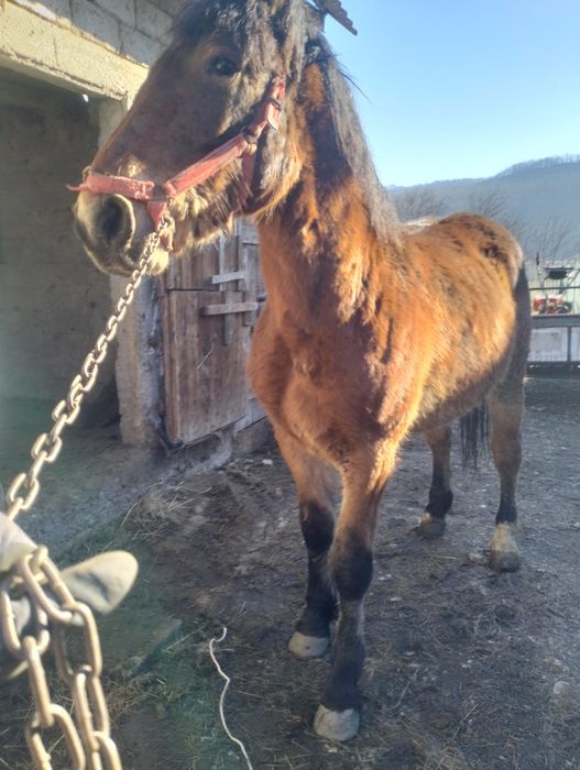 Mânz armăsar de vânzare