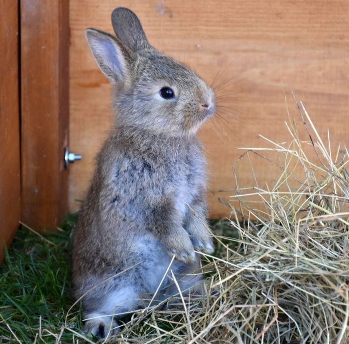 Куёнчалар сотилади виликан зот