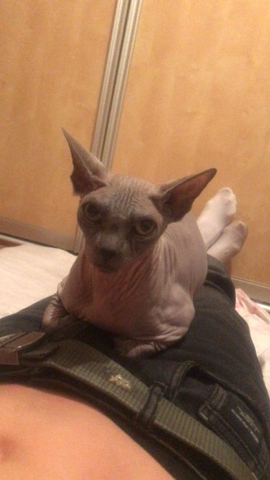 Продам кота свинска