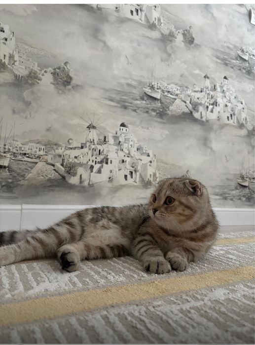 Отдам бесплатно котят