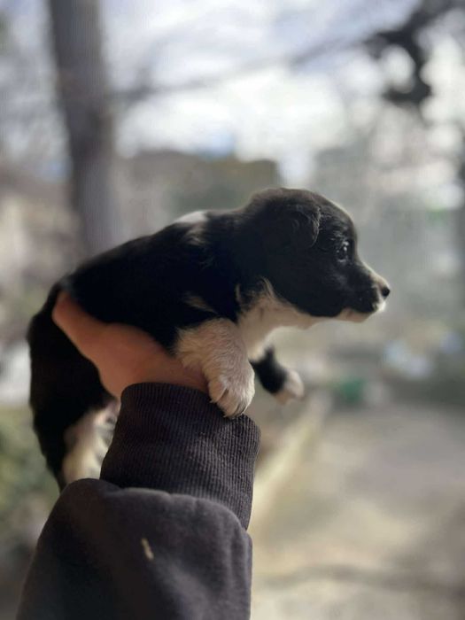 Подарявам кученце