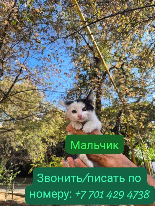 Отдам красивых котят даром