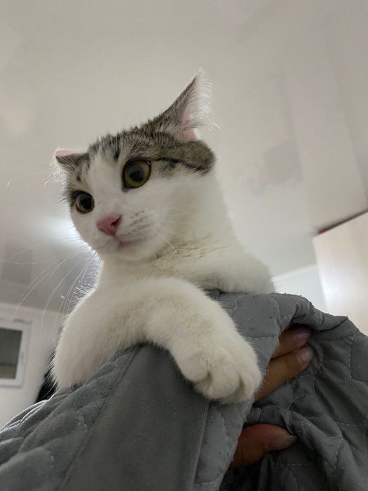 Отдам кошку в хорошие руки