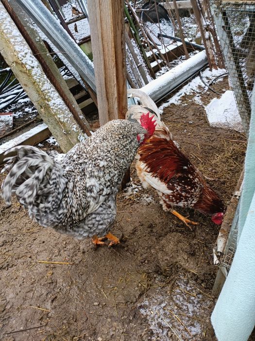 Оплодени яйца от домашни кокошки