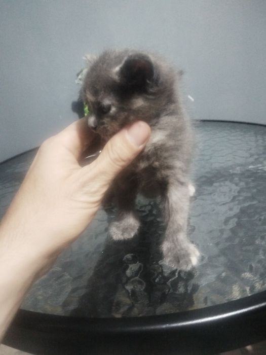 Отдам в добрые руки