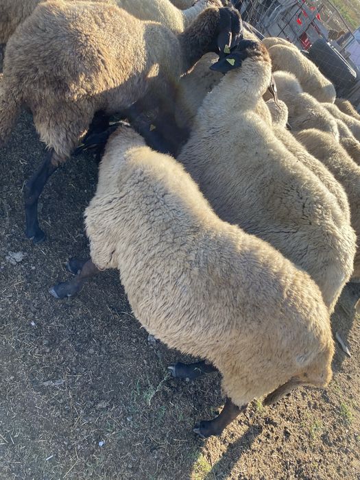 VAND OI  pentru pastrat