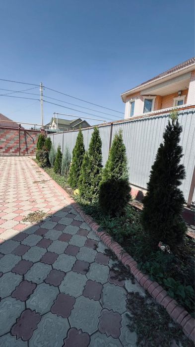 Продам туя Смарагд не дорого!