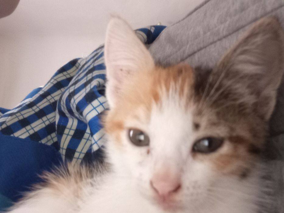 Котята 2 девочки близняшки.