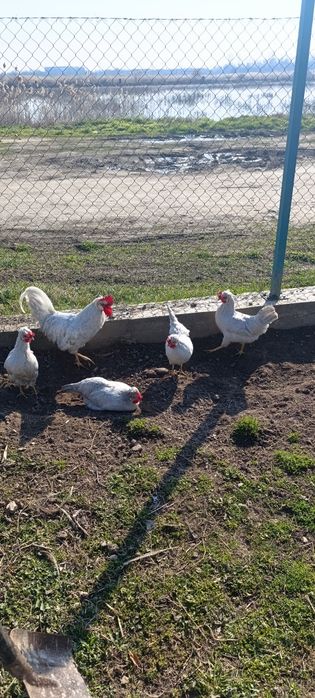 Яйца за люпене от легбар опал , легбар крем и австралорп