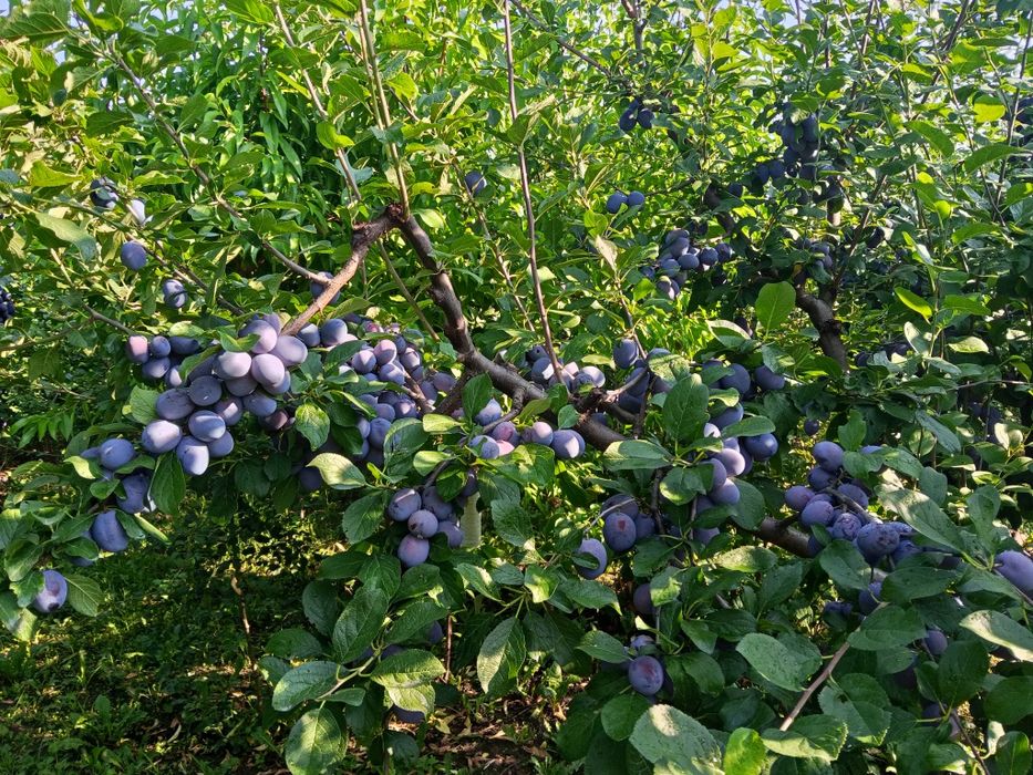 Prune centenar de consum
