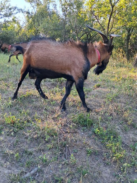 Schimb sau vand țap alpin francez