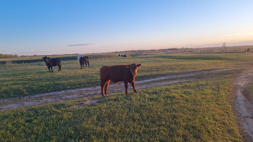 Бұқа баспақтар (бычки) сатамын