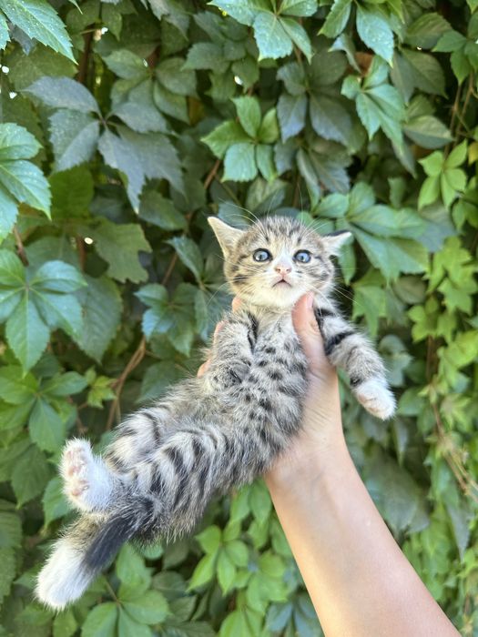 Котёнок отдам в добрые руки