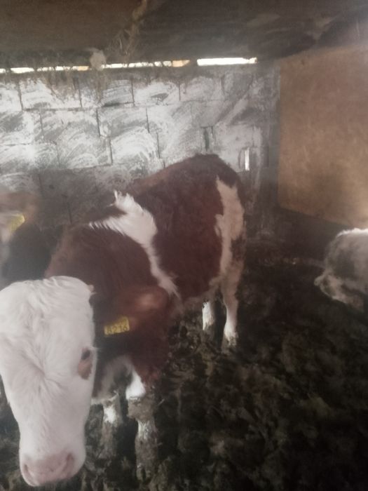 Vând vitei un bouț și 2 vitele