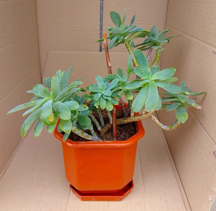 Продавам стайни растения различни видове