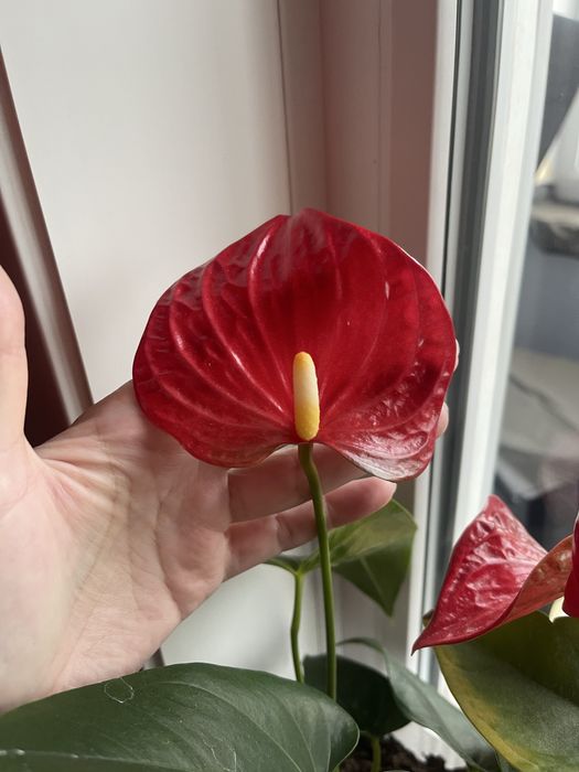 Ухоженные цветы.