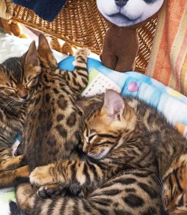 Бенгальские котята